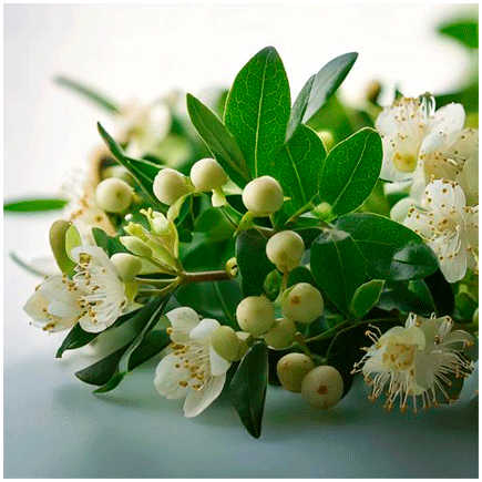 Myrtle Natural flavour